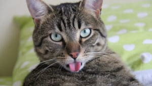 Un chat qui tire la langue