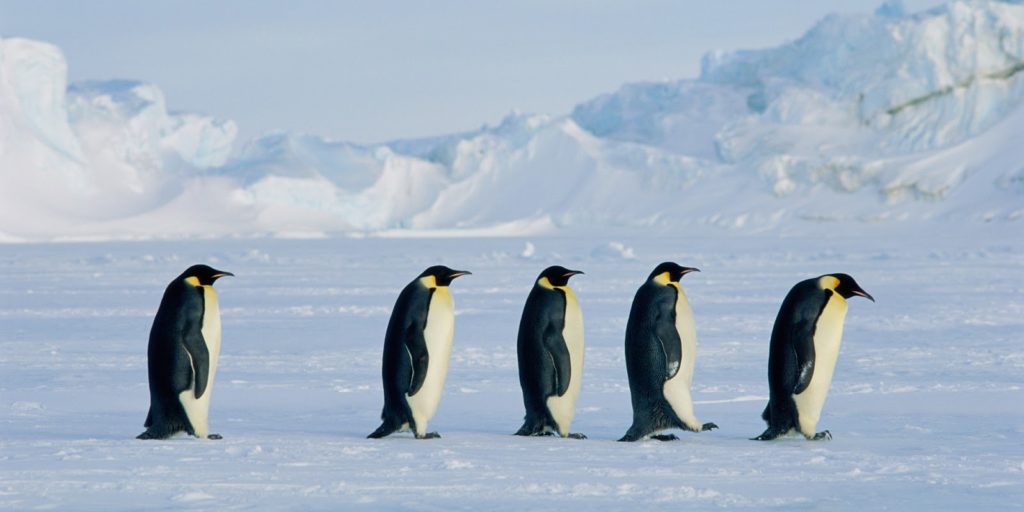 Five Emperor penguins (Aptenodytes forsteri)