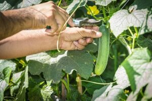 ROI du marketing éditorial : cueillir le fruit de sa stratégie éditoriale